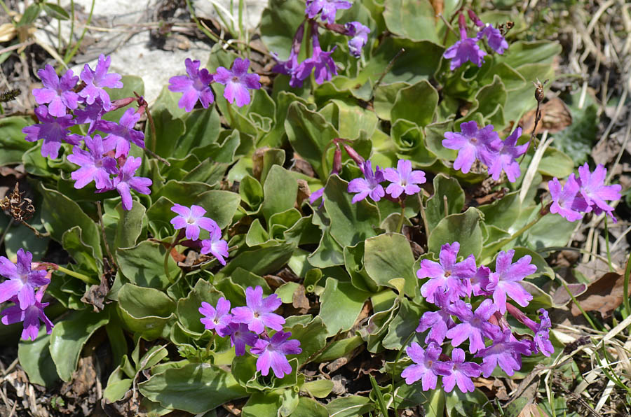 Primula polliniana (=Primula spectabilis) / Primula meravigliosa- fioritura ottobre